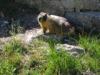 One More Marmot